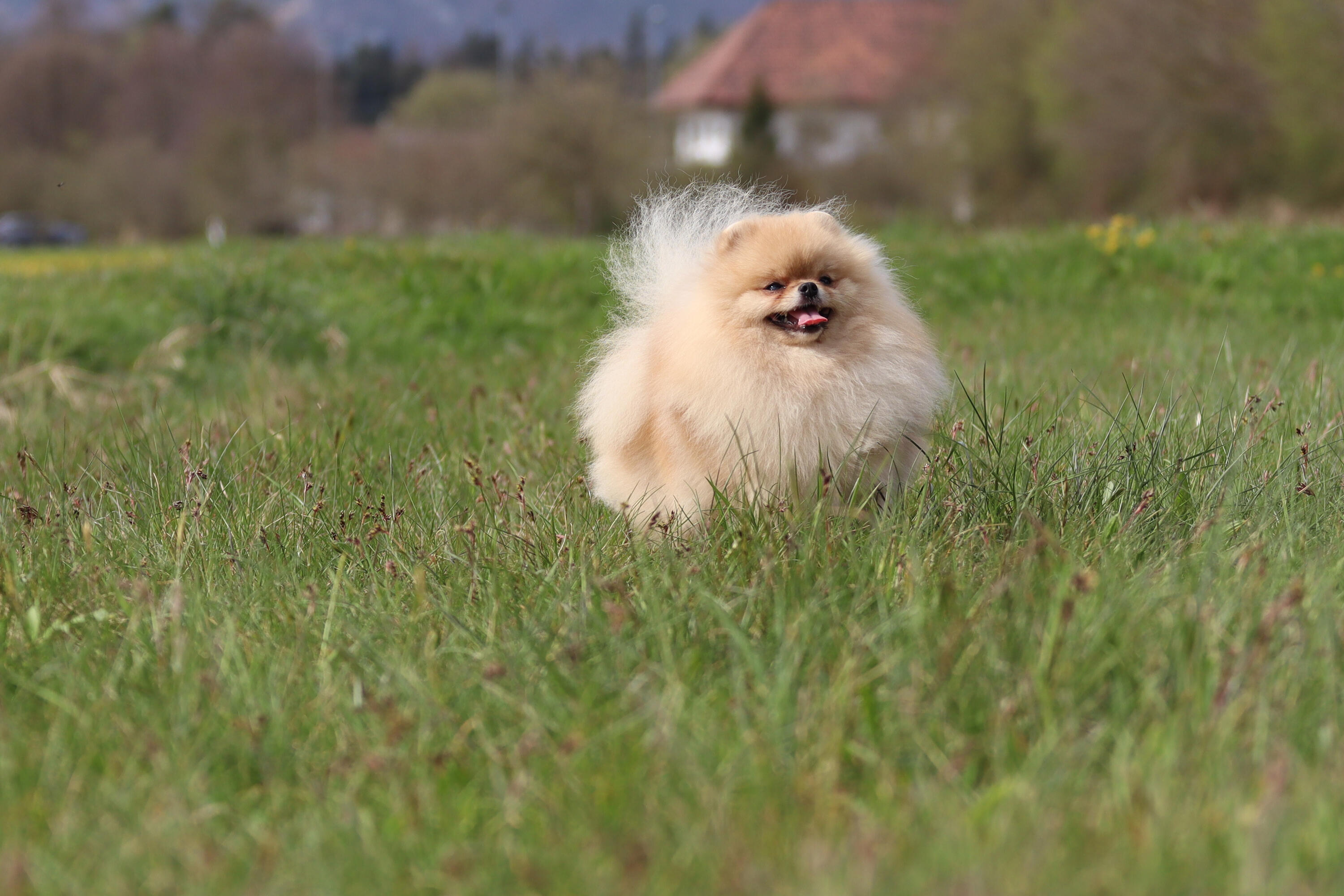 Cream Pomeranian dog portrait in Switzerland