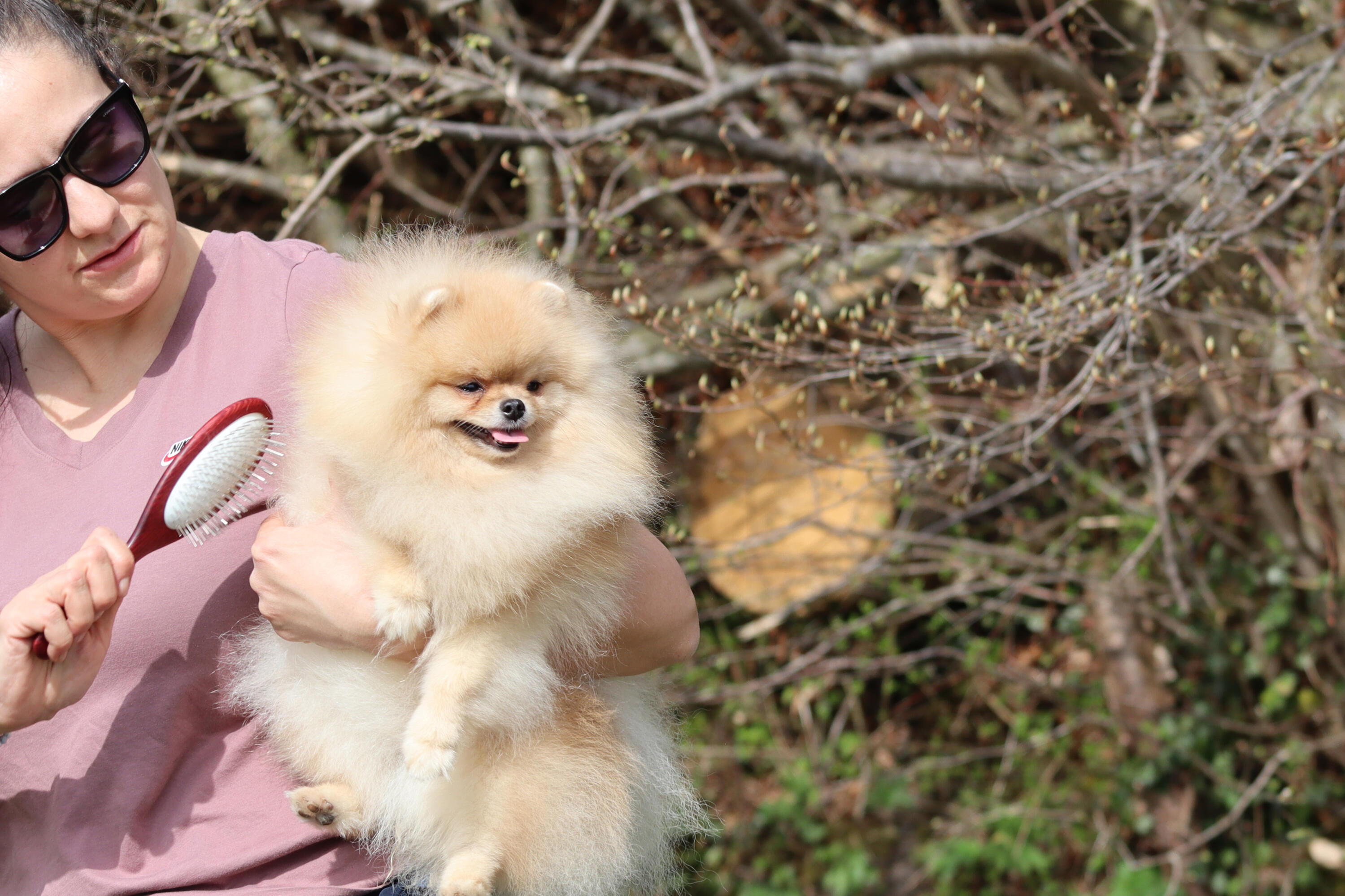 Professional dog photography services featuring a Pomeranian in Switzerland