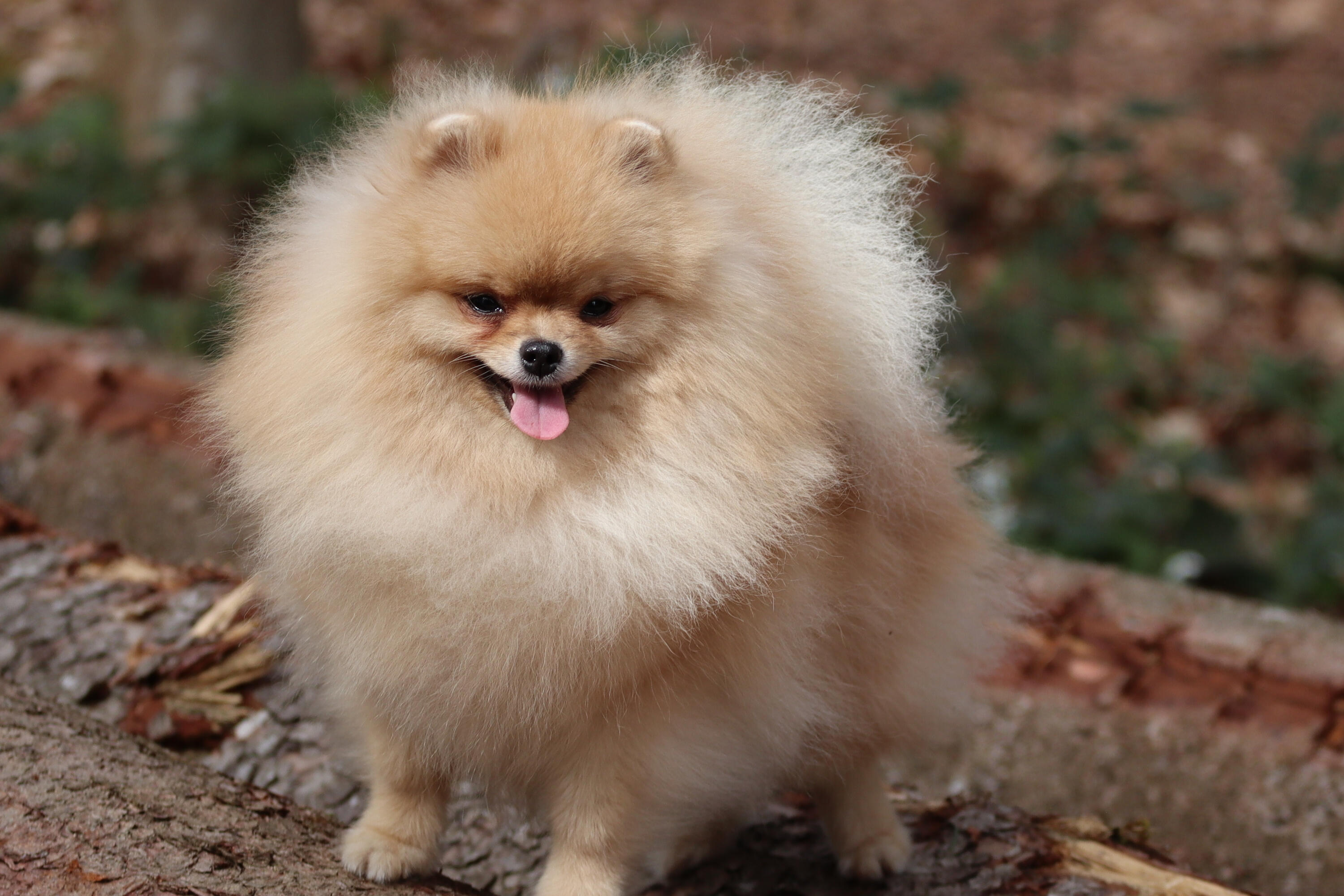 Professional dog photography services Switzerland